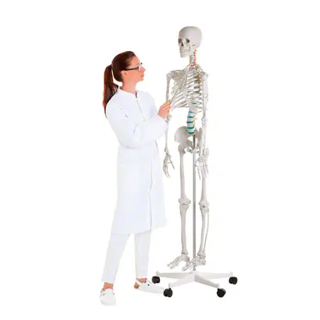 Skelett Standard inkl. Stativ, 180 cm