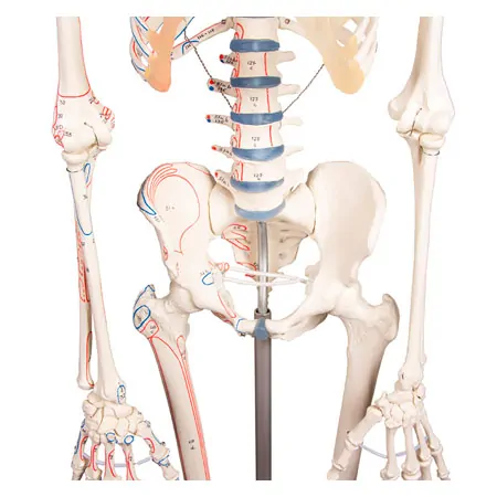 Skelett mit Muskeldarstellung inkl. Stativ
