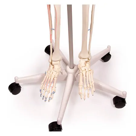 Skelett mit Muskeldarstellung inkl. Stativ