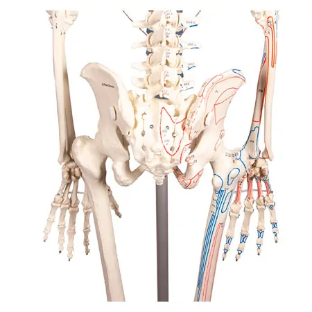 Skelett mit Muskeldarstellung inkl. Stativ