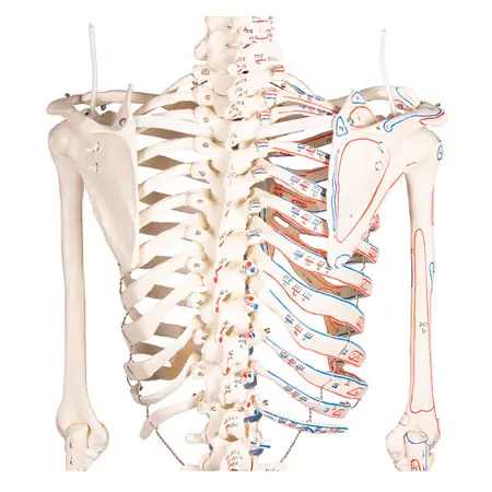 Skelett mit Muskeldarstellung inkl. Stativ