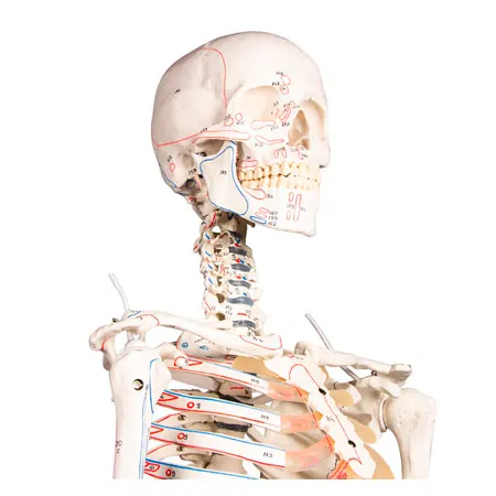 Skelett mit Muskeldarstellung inkl. Stativ