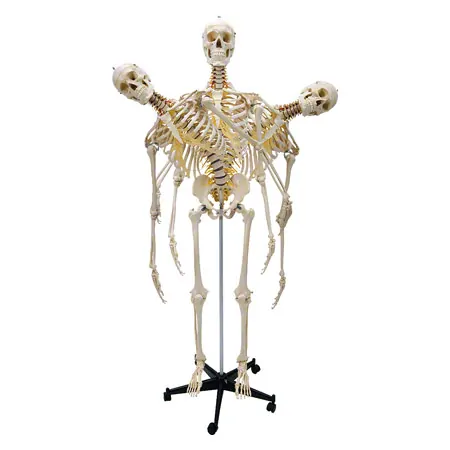 Skelett inkl. Stativ, 180 cm, flexibel