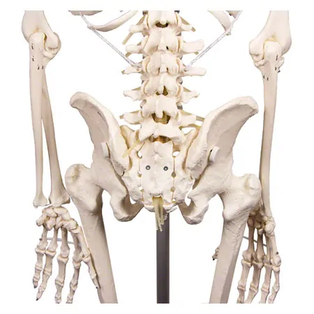 Skelett inkl. Stativ, 176 cm, flexibel