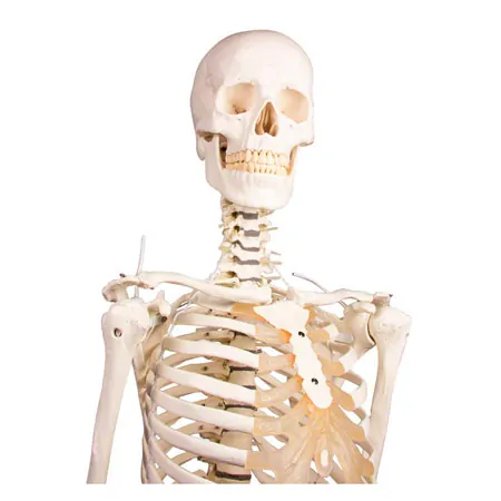 Skelett inkl. Stativ, 176 cm, flexibel