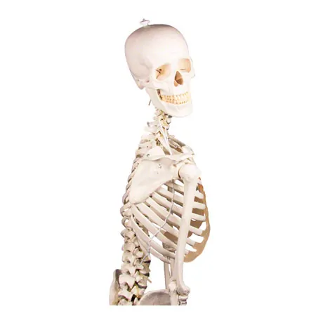 Skelett inkl. Stativ, 176 cm, flexibel