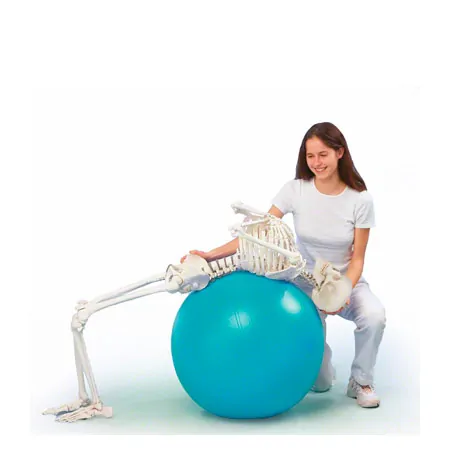 Skelett inkl. Stativ, 176 cm, flexibel