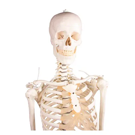 Skelett inkl. Stativ, 180 cm, flexibel