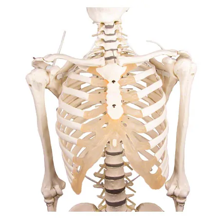 Skelett inkl. Stativ, 180 cm, flexibel