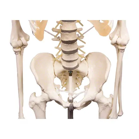 Skelett inkl. Stativ, 180 cm, flexibel