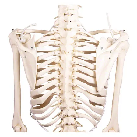 Skelett inkl. Stativ, 180 cm, flexibel