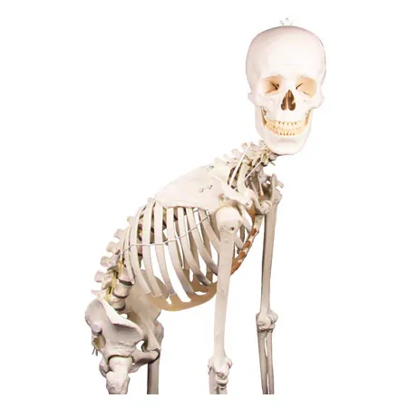 Skelett inkl. Stativ, 180 cm, flexibel