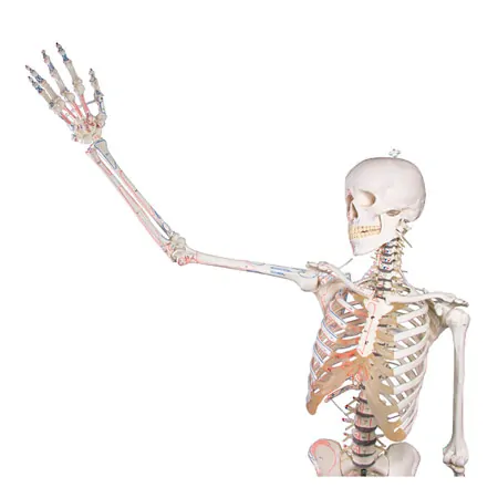 Skelett mit Muskeldarstellung inkl. Stativ, flexibel