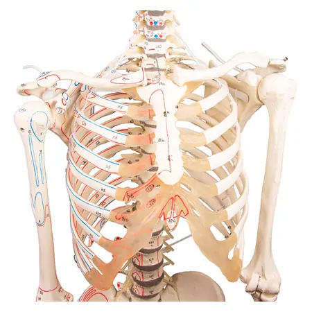 Skelett mit Muskeldarstellung inkl. Stativ, flexibel