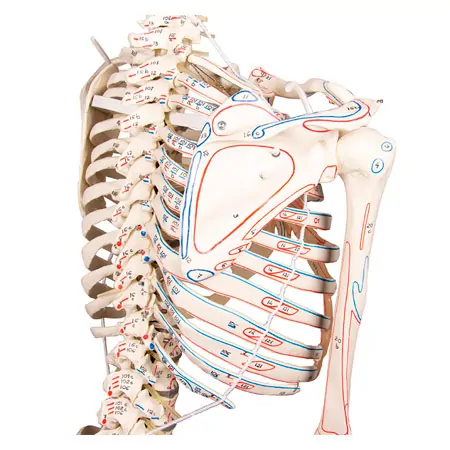 Skelett mit Muskeldarstellung inkl. Stativ, flexibel