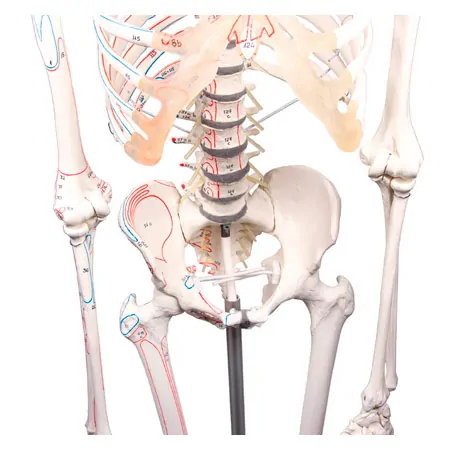 Skelett mit Muskeldarstellung inkl. Stativ, flexibel