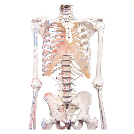 Skelett mit Muskeldarstellung inkl. Stativ, flexibel