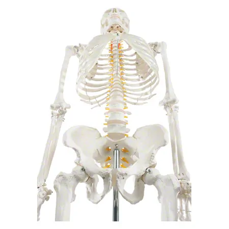 Schulskelett Hugo inkl. Stativ, 178 cm