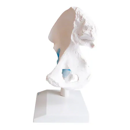 Hftgelenk, L x B x H 17 x 17 x 23 cm