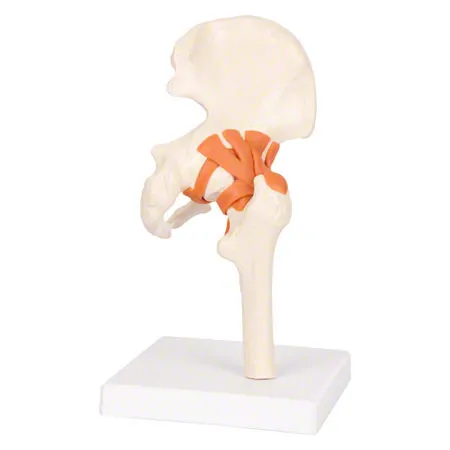 Anatomisches Modell Hftgelenk, LxBxH 17x17x23 cm