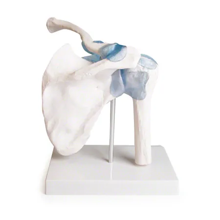 Schultergelenk, LxBxH 17x17x23 cm