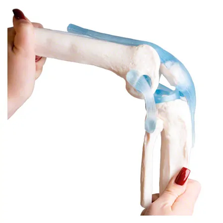 Anatomisches Modell Kniegelenk, LxBxH 13x13x40 cm