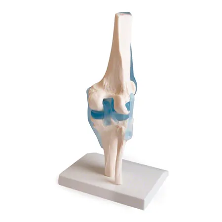 Anatomisches Modell Kniegelenk, LxBxH 13x13x40 cm