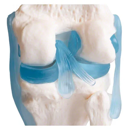 Anatomisches Modell Kniegelenk, LxBxH 13x13x40 cm