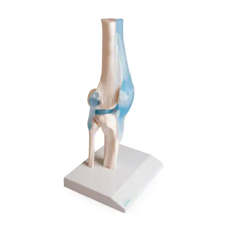 Anatomisches Modell Kniegelenk, LxBxH 13x13x40 cm