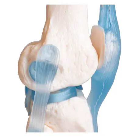 Anatomisches Modell Kniegelenk, LxBxH 13x13x40 cm