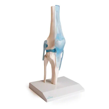 Anatomisches Modell Kniegelenk, LxBxH 13x13x40 cm