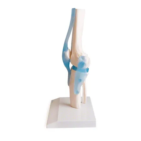 Anatomisches Modell Kniegelenk, LxBxH 13x13x40 cm