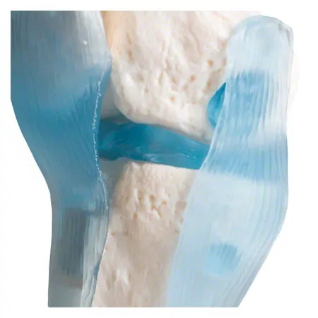 Anatomisches Modell Kniegelenk, LxBxH 13x13x40 cm