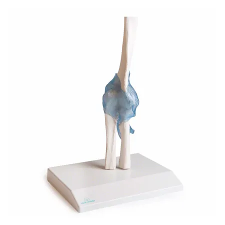 Ellenbogengelenk, LxBxH 13x13x37 cm