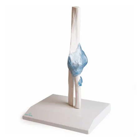Ellenbogengelenk, LxBxH 13x13x37 cm