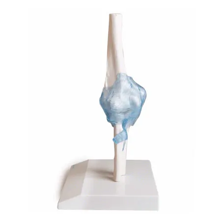 Ellenbogengelenk, LxBxH 13x13x37 cm