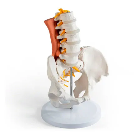 M�nnliches Becken mit LWS und Lendenmuskeln