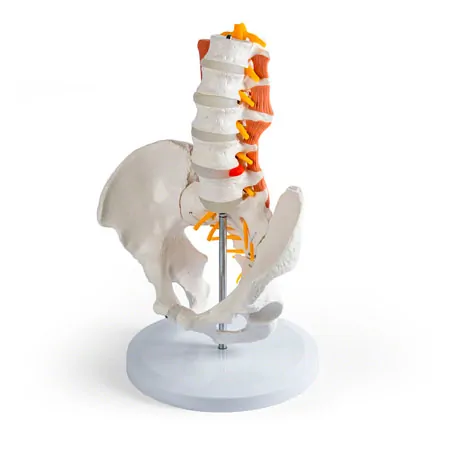 M�nnliches Becken mit LWS und Lendenmuskeln