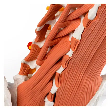 M�nnliches Becken mit LWS und Lendenmuskeln