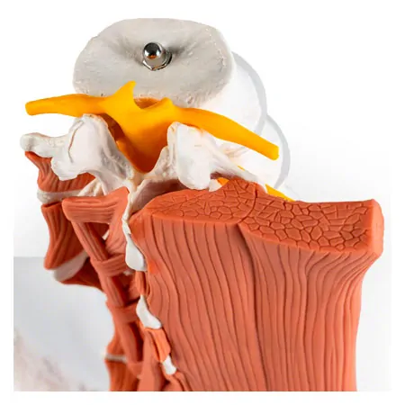 M�nnliches Becken mit LWS und Lendenmuskeln