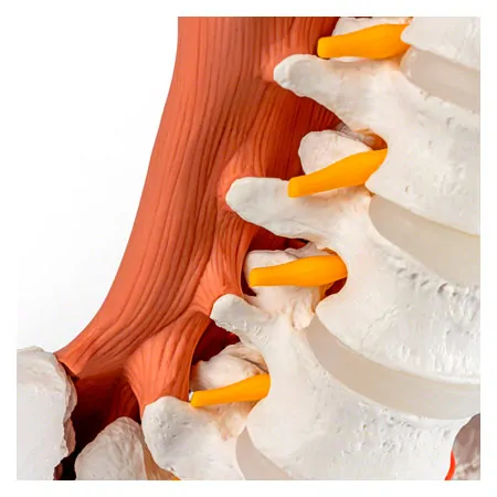 M�nnliches Becken mit LWS und Lendenmuskeln