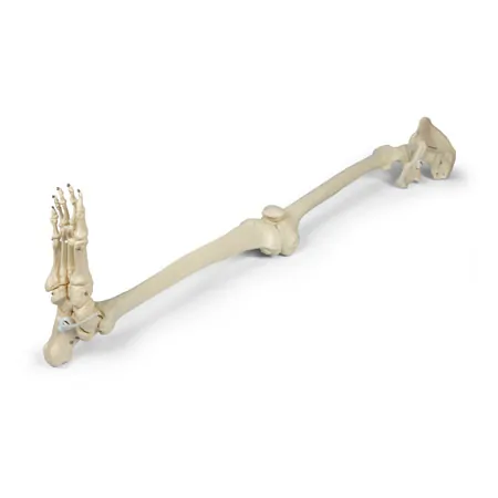 Beinskelett mit Fu� und halbem Becken, beweglich