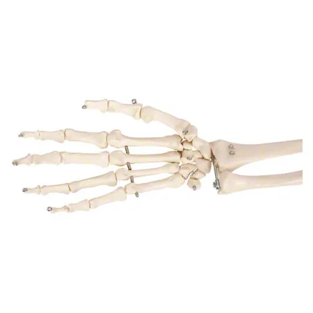 Armskelett mit Hand und Schulter, beweglich