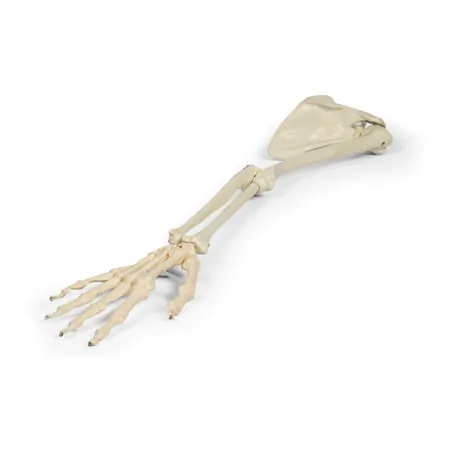 Armskelett mit Schulterg�rtel, beweglich