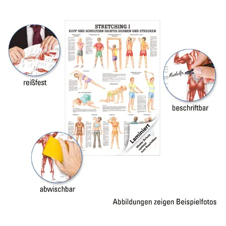Lehrtafel Stretching I, LxB 100x70 cm