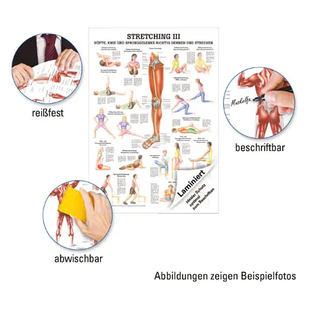 Lehrtafel Stretching III, LxB 100x70 cm