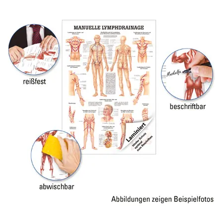 Lehrtafel Manuelle Lymphdrainage, LxB 100x70 cm