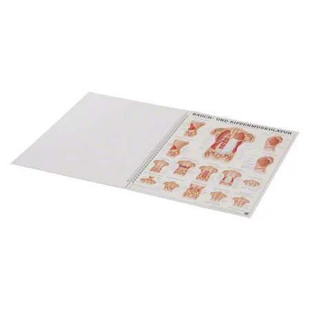 Mini-Poster Booklet Muskulatur des Menschen, LxB 34x24 cm, 12 Poster