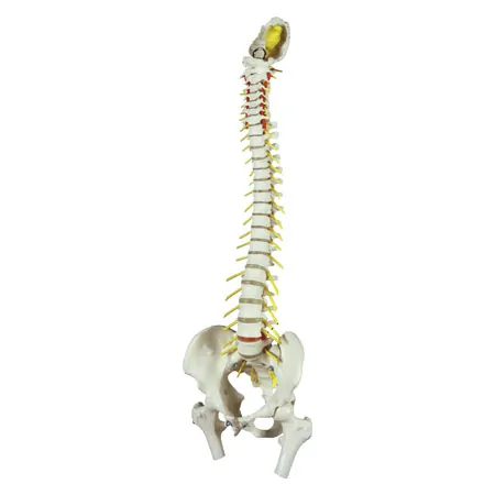 Anatomie-Set: Schdel 4-tlg. und Wirbelsule mit Bandscheibenvorfall