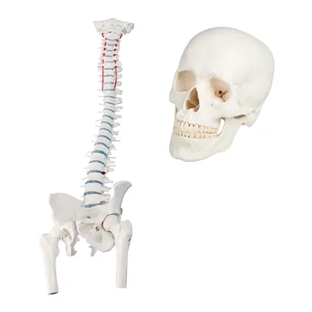 Anatomie-Set, Schdel + Wirbelsule mit Bandscheibenvorfall inkl. Stativ, 5-tlg.